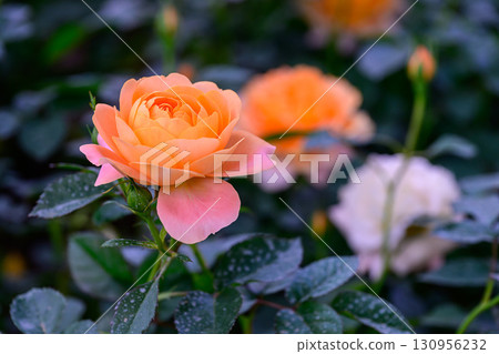 Spray Rose Lovely flowers blooming in the garden, in Thailand. 130956232