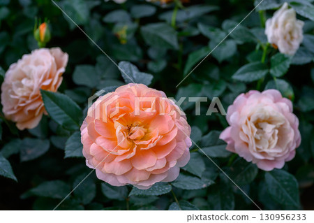 Spray Rose Lovely flowers blooming in the garden, in Thailand. 130956233