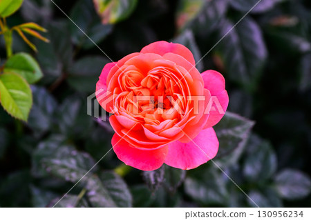 Spray Rose Lovely flowers blooming in the garden, in Thailand. 130956234