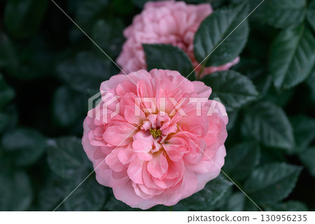 Spray Rose Lovely flowers blooming in the garden, in Thailand. 130956235