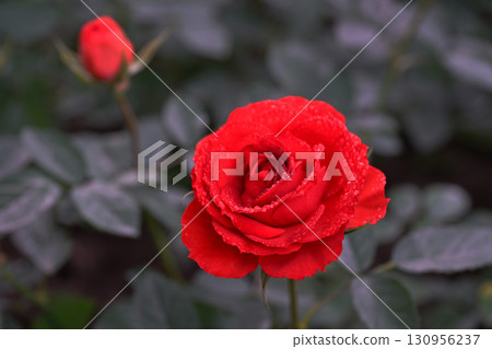 Spray Rose Lovely flowers blooming in the garden, in Thailand. 130956237