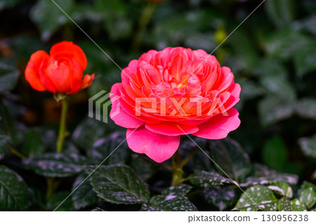 Spray Rose Lovely flowers blooming in the garden, in Thailand. 130956238