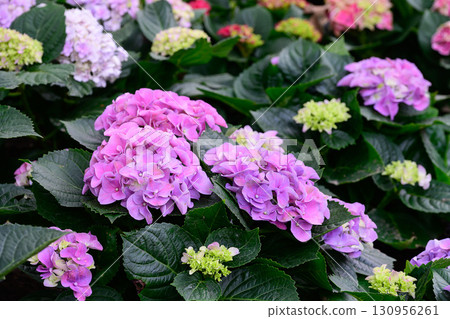 Blooming Hydrangeas flowers in the garden 130956261