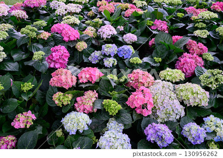 Blooming Hydrangeas flowers in the garden Blooming Hydrangeas flowers in the garden 130956262