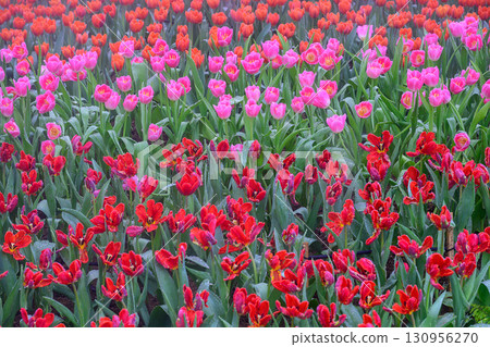 Blooming Tulips Flowers in the garden. 130956270