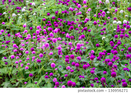 Globe amaranth or Gomphrena globosa flower blooming in the garden. 130956271