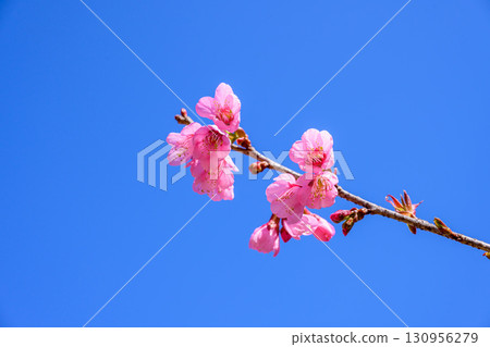 Blossom of Wild Himalayan Cherry or Giant tiger flower on blue sky background in Chiang mai, Thailand. Blossom of Wild Himalayan Cherry or Giant tiger flower on blue sky background in Chiang mai, Thailand. 130956279