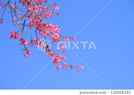 Blossom of Wild Himalayan Cherry or Giant tiger flower on blue sky background in Chiang mai, Thailand. Blossom of Wild Himalayan Cherry or Giant tiger flower on blue sky background in Chiang mai, Thailand. 130956283