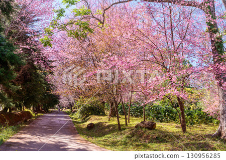 Blossom of Wild Himalayan Cherry or Giant tiger flower in Chiang mai, Thailand. Blossom of Wild Himalayan Cherry or Giant tiger flower in Chiang mai, Thailand. 130956285