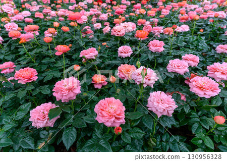 Spray Rose Lovely flowers blooming in the garden, in Thailand. 130956328
