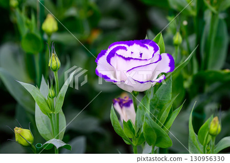Blooming Lisianthus Flowers on a green leaf background in the garden. Blooming Lisianthus Flowers on a green leaf background in the garden. 130956330