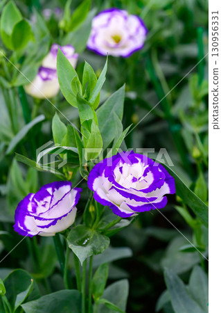 Blooming Lisianthus Flowers on a green leaf background in the garden. Blooming Lisianthus Flowers on a green leaf background in the garden. 130956331