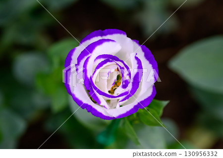 Blooming Lisianthus Flowers on a green leaf background in the garden. Blooming Lisianthus Flowers on a green leaf background in the garden. 130956332