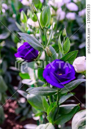 Blooming Lisianthus Flowers on a green leaf background in the garden. Blooming Lisianthus Flowers on a green leaf background in the garden. 130956333