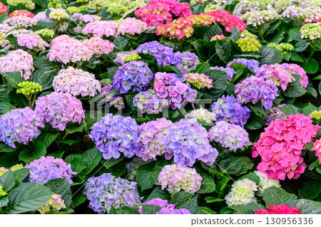 Blooming Hydrangeas flowers in the garden 130956336