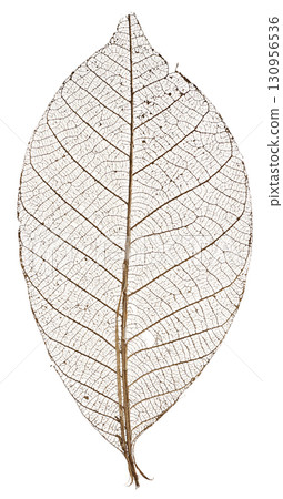 骨架葉（葉脈標本） 130956536
