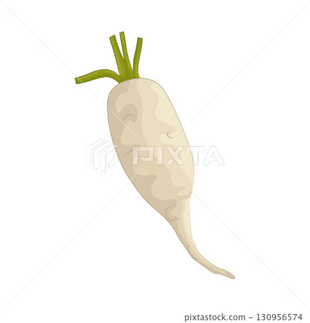 Illustration of radish 130956574