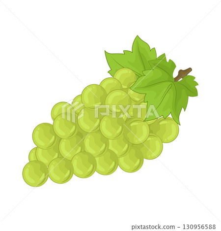 Illustration of green grape Illustration of green grape 130956588