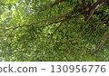 closeup beautiful branch and green leaves background, nature, decor, copy space 130956776