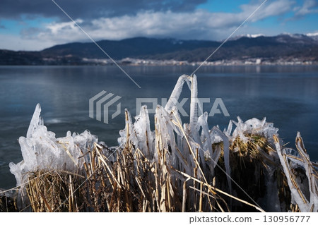 Lake Suwa in the dead of winter: Ice flowers on the lakeside at Suwa City Lakeside Park Lake Suwa in the dead of winter: Ice flowers on the lakeside at Suwa City Lakeside Park 130956777