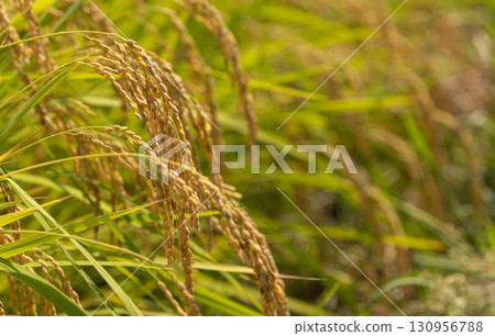 在收成前夕，稻穗在夏末的陽光下閃閃發光 130956788