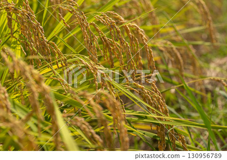 在收成前夕，稻穗在夏末的陽光下閃閃發光 130956789