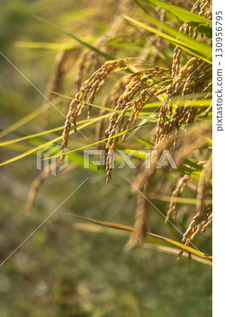 Rice ears shining in the late summer sun just before harvest Rice ears shining in the late summer sun just before harvest 130956795