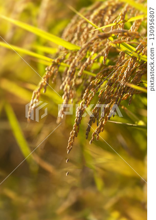 Rice ears shining in the late summer sun just before harvest 130956807