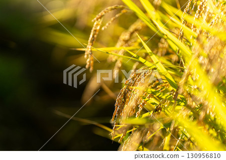 Rice ears shining in the late summer sun just before harvest Rice ears shining in the late summer sun just before harvest 130956810