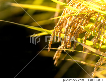 Rice ears shining in the late summer sun just before harvest Rice ears shining in the late summer sun just before harvest 130956811