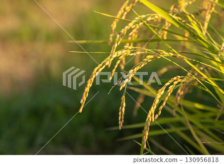 在收成前夕,稻穗在夏末的陽光下閃閃發光 在收成前夕,稻穗在夏末的陽光下閃閃發光 130956818