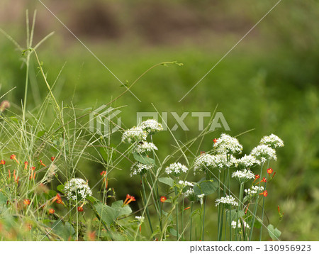 White chive flowers blooming in the field White chive flowers blooming in the field 130956923