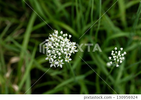White chive flowers blooming in the field White chive flowers blooming in the field 130956924