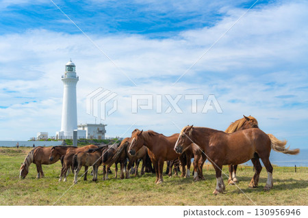 一群神立刻在尻屋崎燈塔吃草 130956946