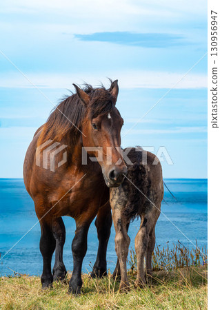 尻屋崎，一匹母馬和小馬神太極擠在一起 130956947