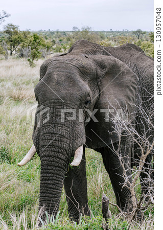 Wild elephant in Kruger National Park, South Africa Wild elephant in Kruger National Park, South Africa 130957048