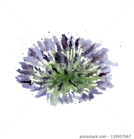 French Provence lavender lavandula purple flowers bush in loose style, hand drawn in watercolor. Landscape countryside element, herbal cosmetics spa aromatherapy. Single object isolated illustration. 130957067