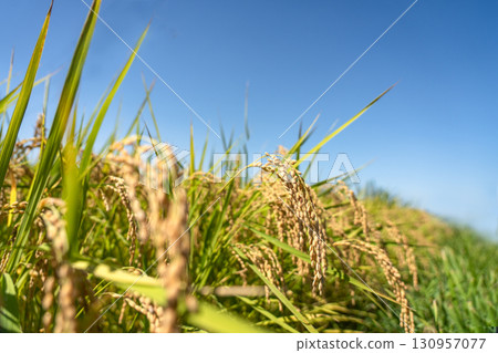 Ripening rice ears and a clear autumn sky 130957077