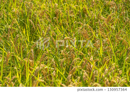 Rice paddies shining in the late summer sunshine, ready for harvest Rice paddies shining in the late summer sunshine, ready for harvest 130957364
