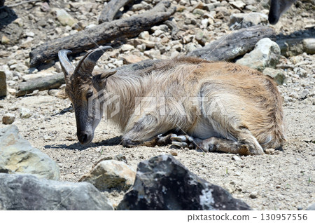 Himalayan tahr sitting on the ground 130957556