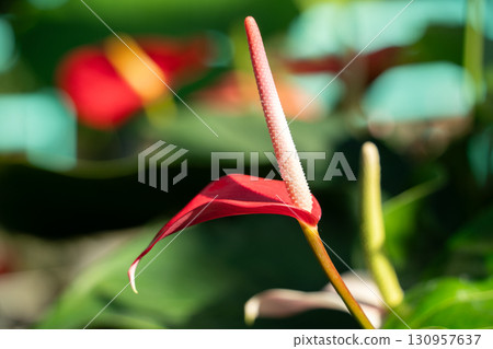anthurium flamingo flower アンスリウ 130957637