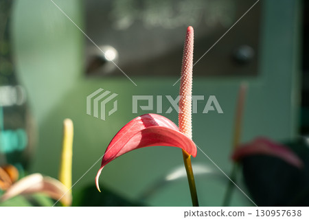 火鶴花 花燭屬植物 植物 特寫 微距 anthurium flamingo flower アンスリウ 火鶴花 花燭屬植物 植物 特寫 微距 anthurium flamingo flower アンスリウ 130957638