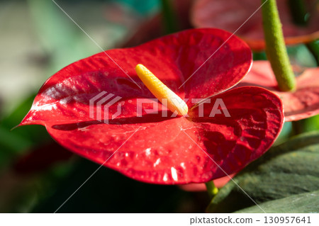 火鶴花 花燭屬植物 植物 特寫 微距 anthurium flamingo flower アンスリウ 130957641