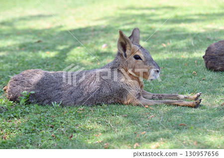 Cute Mara Cute Mara 130957656