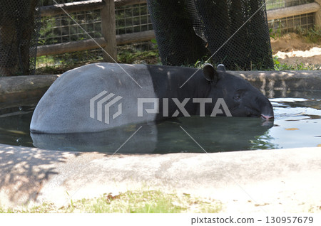 馬來貘沐浴 130957679