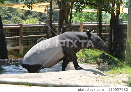 馬來貘沐浴 130957680