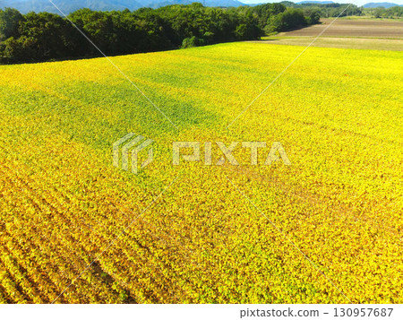 秋季北海道阿佐部町成熟的大豆田鳥瞰圖 秋季北海道阿佐部町成熟的大豆田鳥瞰圖 130957687