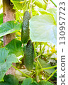 cucumbers, cucumber flowers and leaves on branches, cucumber plantation, close-up 130957723