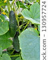 cucumbers, cucumber flowers and leaves on branches, cucumber plantation 130957724