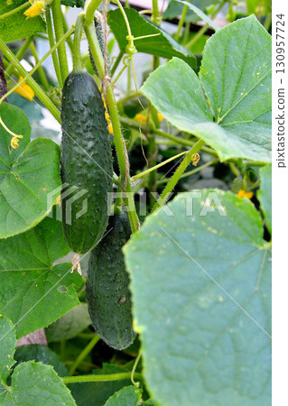 cucumbers, cucumber flowers and leaves on branches, cucumber plantation cucumbers, cucumber flowers and leaves on branches, cucumber plantation 130957724